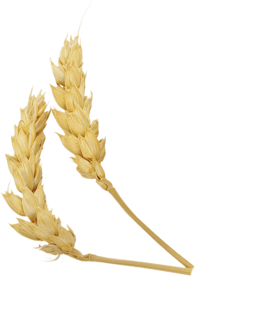 trigo one